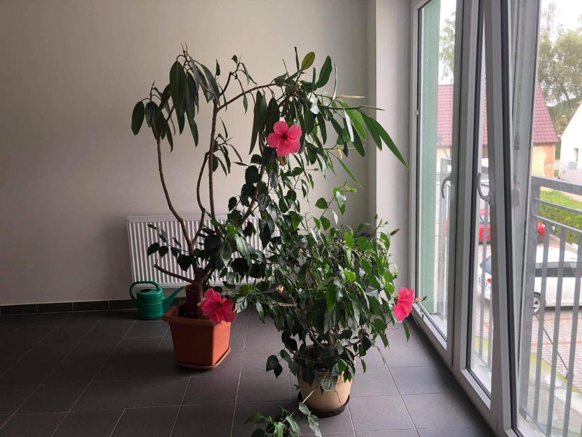 Apartman Na Lukach - Kopretina Trzeboń Zewnętrze zdjęcie